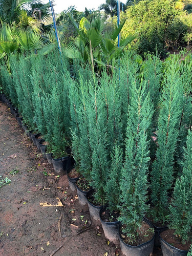 cipreste italiano vs cipreste europeu