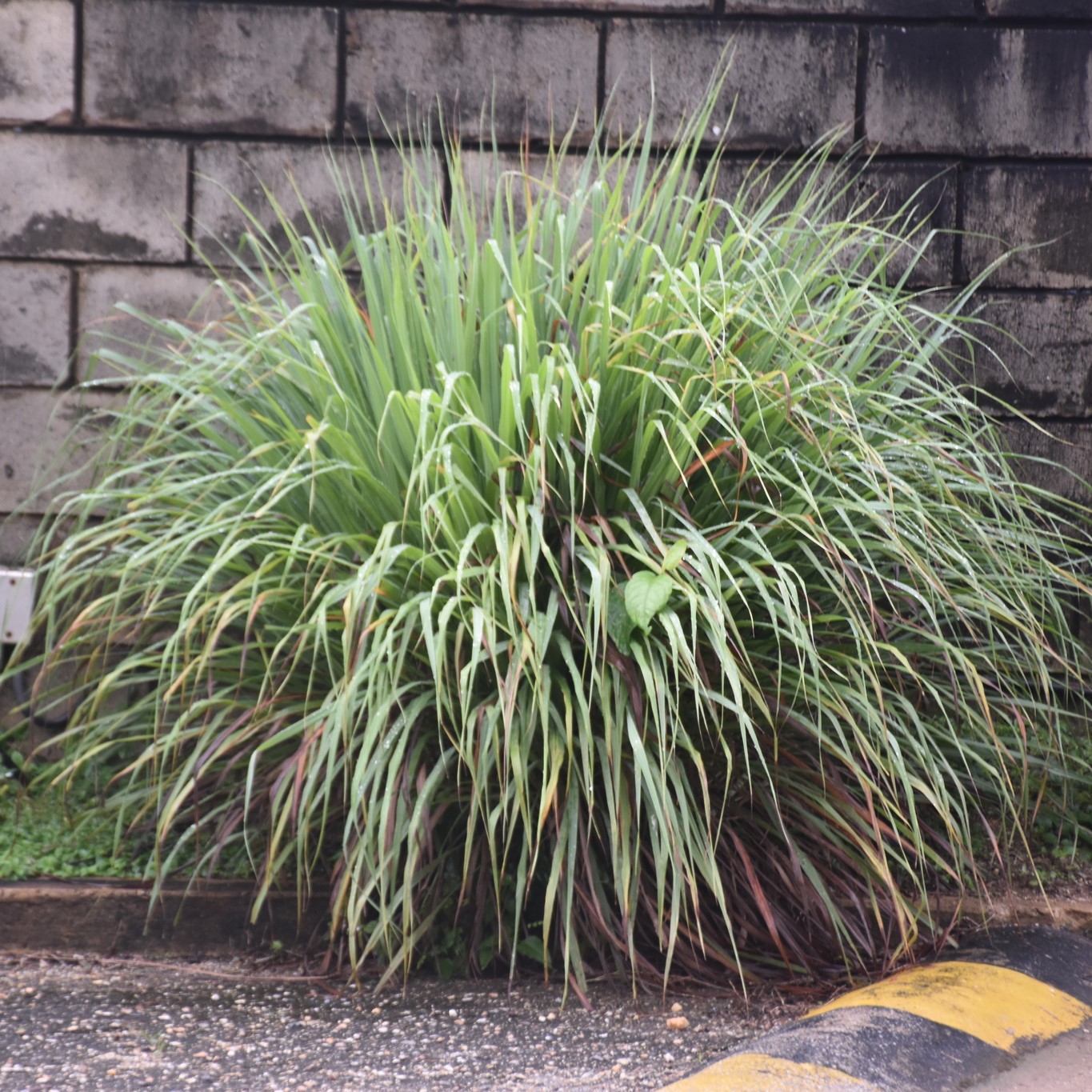 citronela para dengue