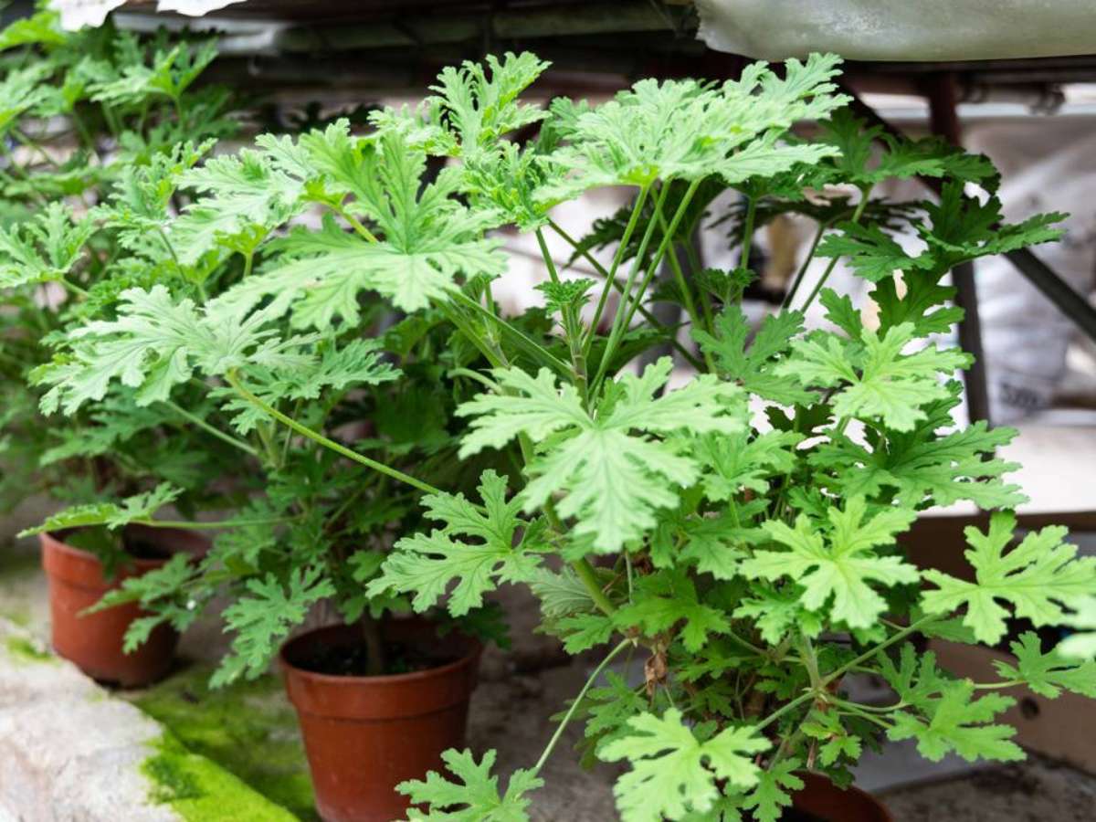 como plantar citronela