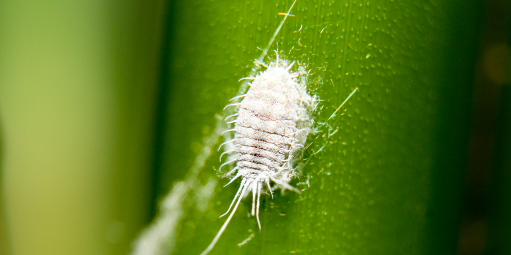 cochonilha farinhenta