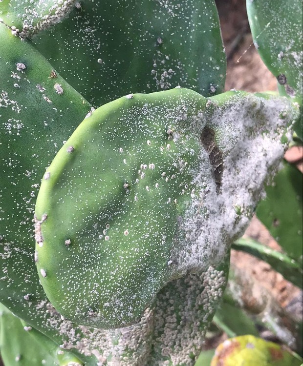 cochonilha de algodão