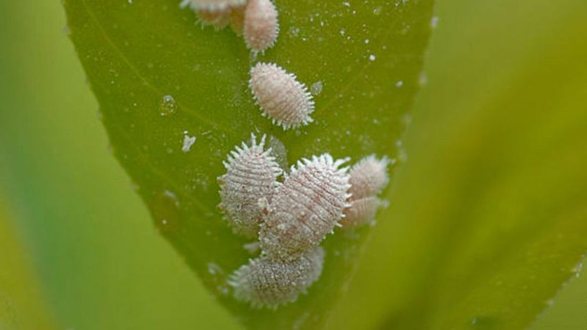cochonilha em suculentas