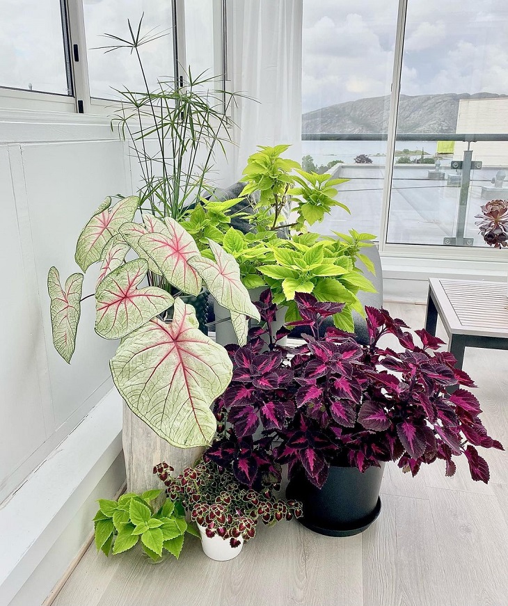 Coleus para interior