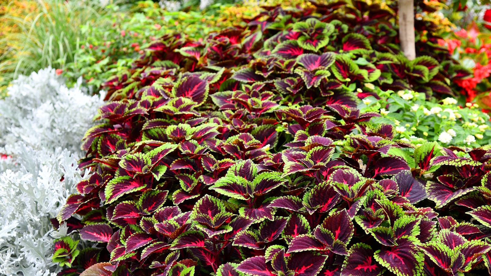 Cultivo de Coleus
