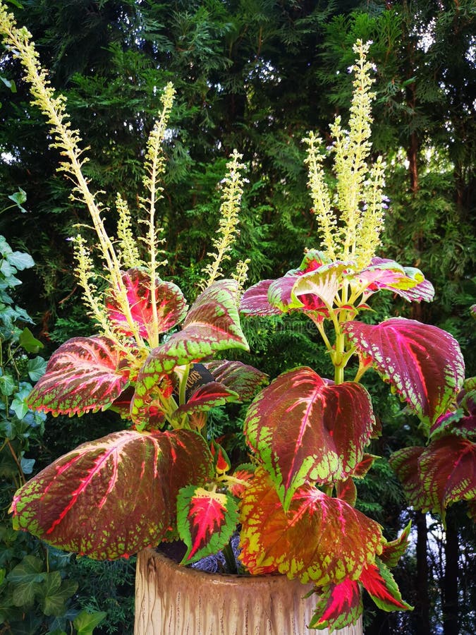 Coleus cores variadas