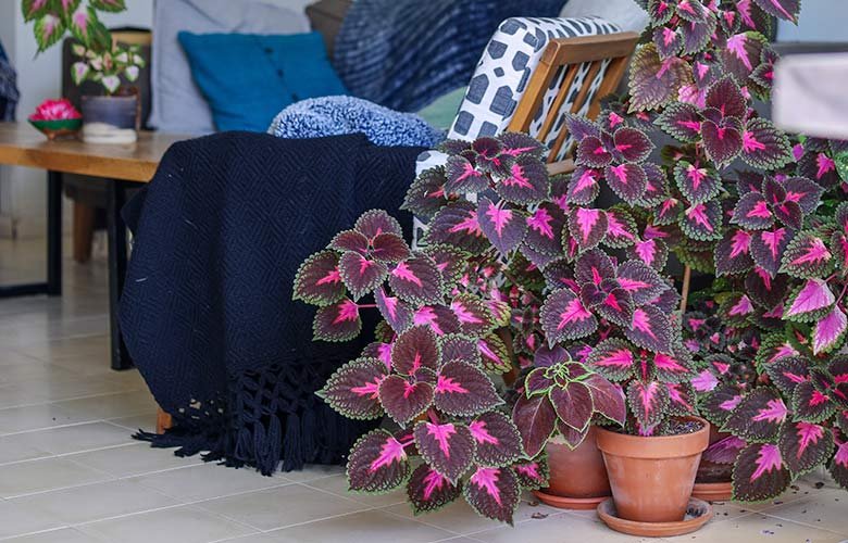 Mudas de Coleus