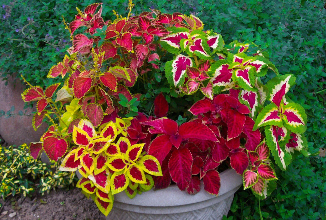 Coleus para propagação