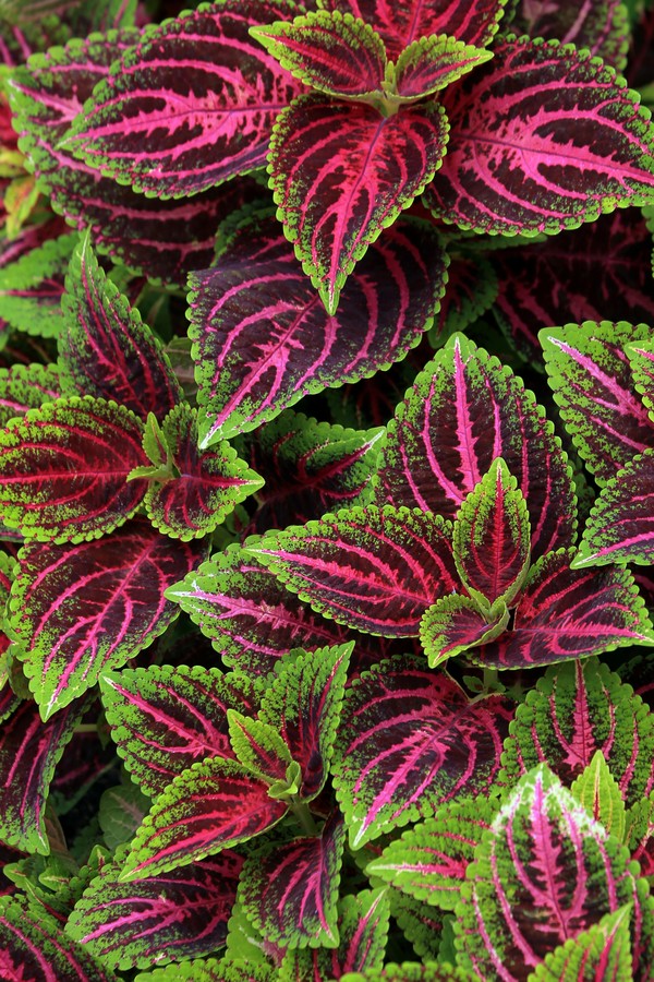 Coleus para propagação