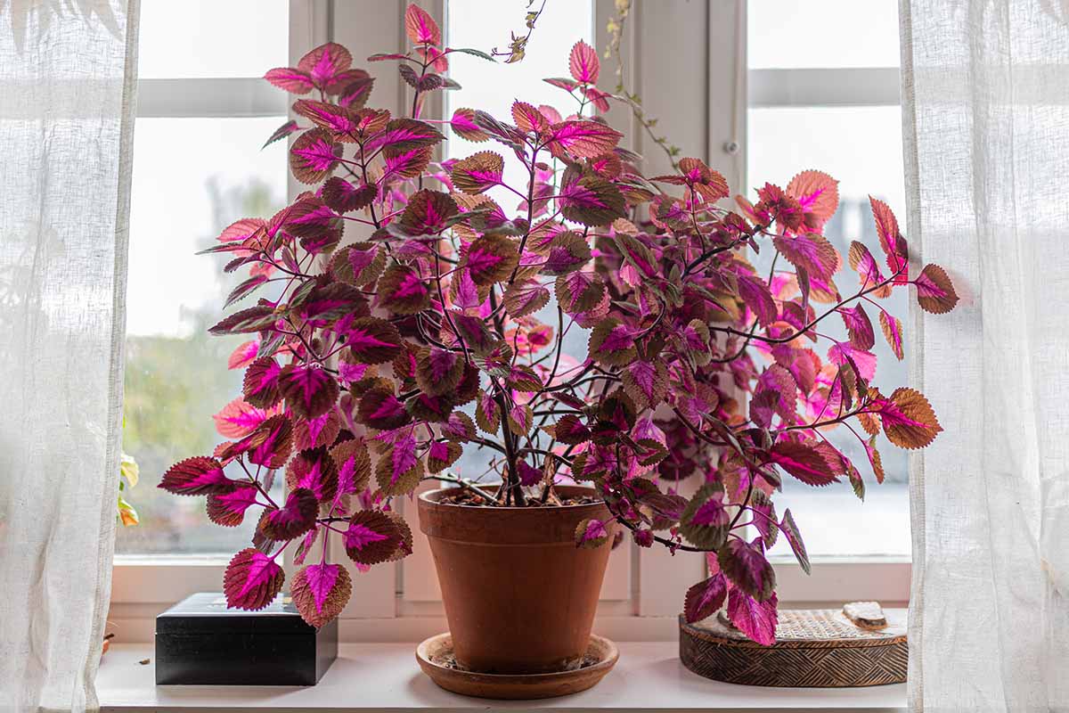 Coleus para interior