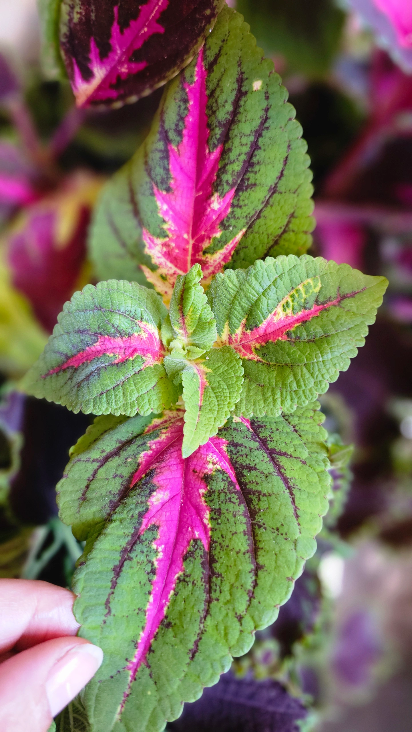 Variedades específicas de Coleus (ex: 