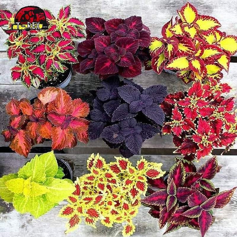 Coleus para interior