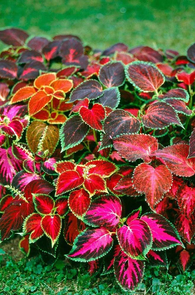 Propagação de Coleus por estacas