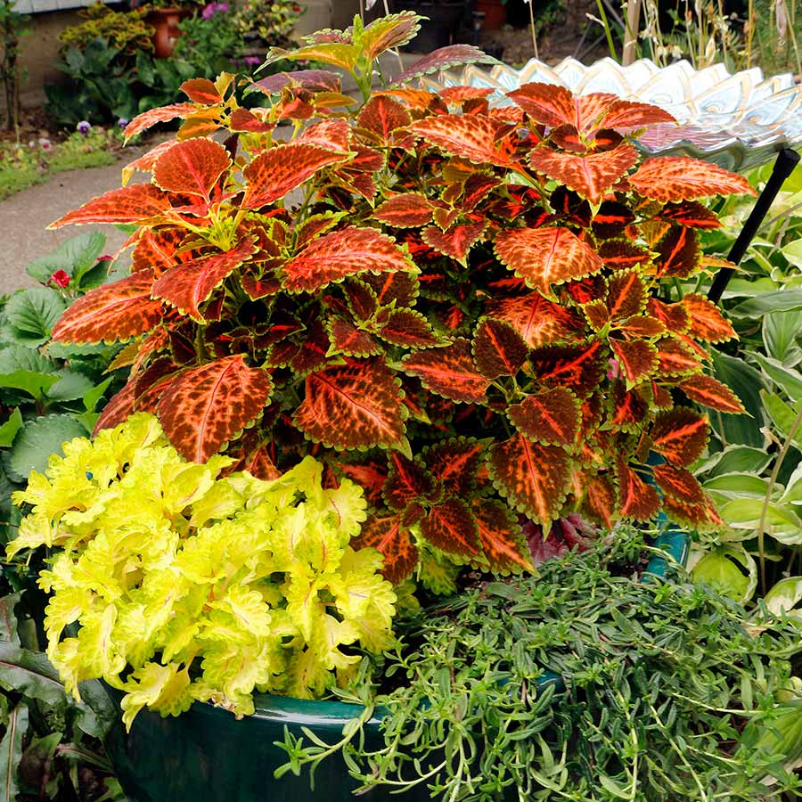 Overwintering Coleus