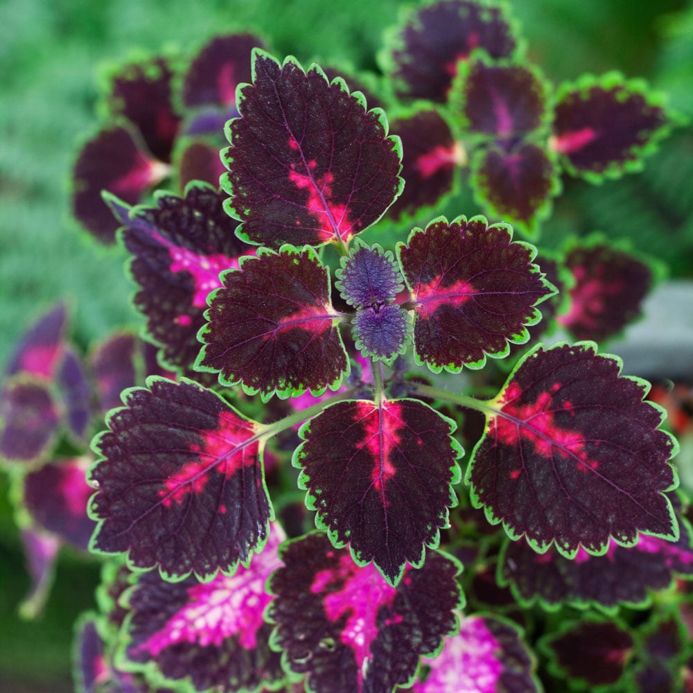 Coleus cores variadas