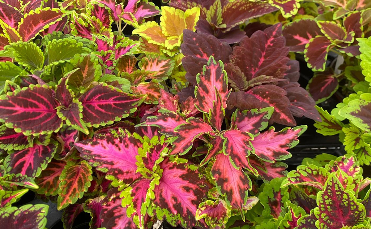 coleus como cuidar