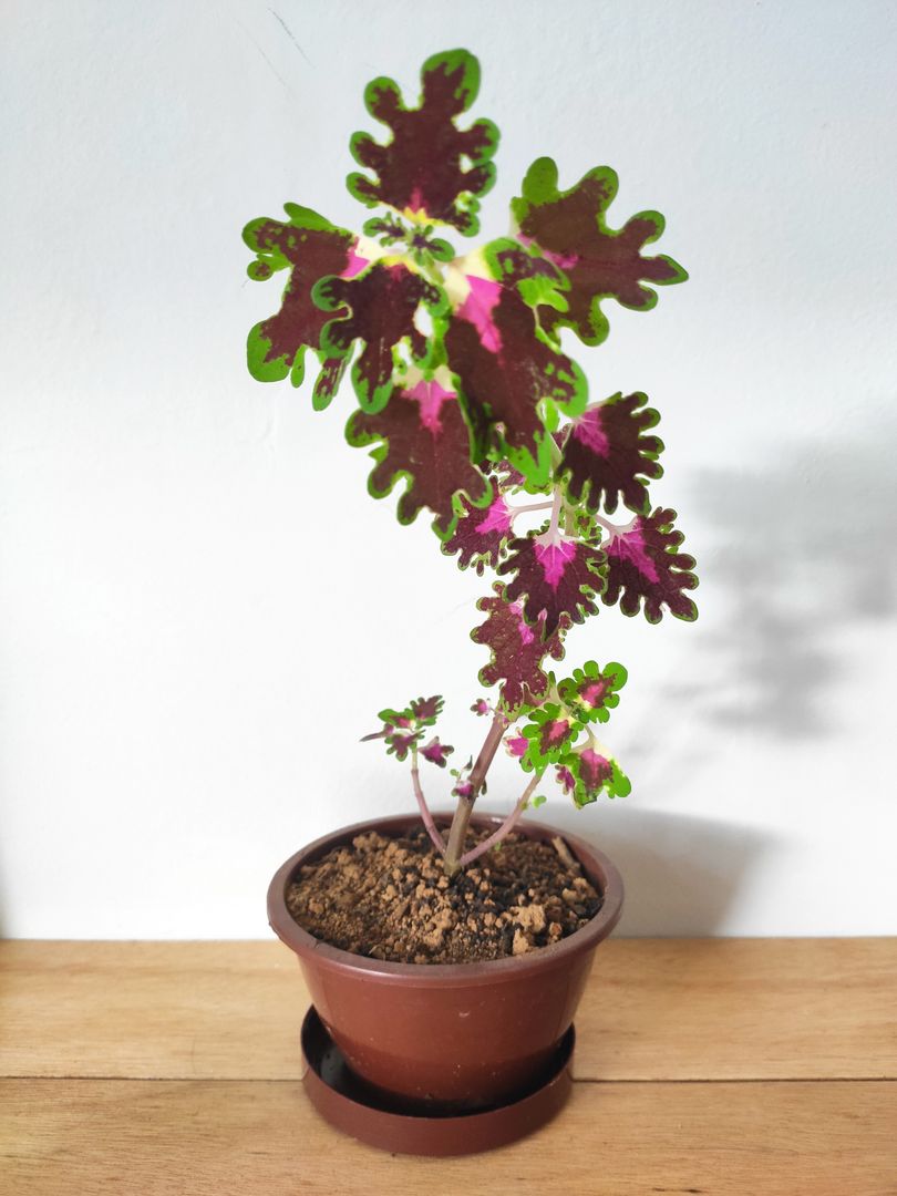 coleus variedades de cores e como cuidar