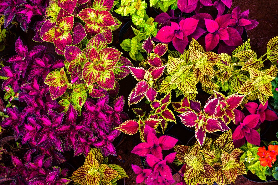 Coleus scutellarioides