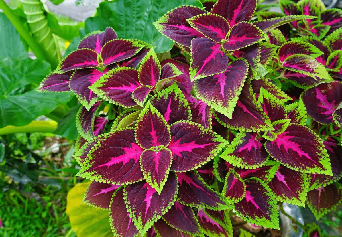 Solenostemon scutellarioides