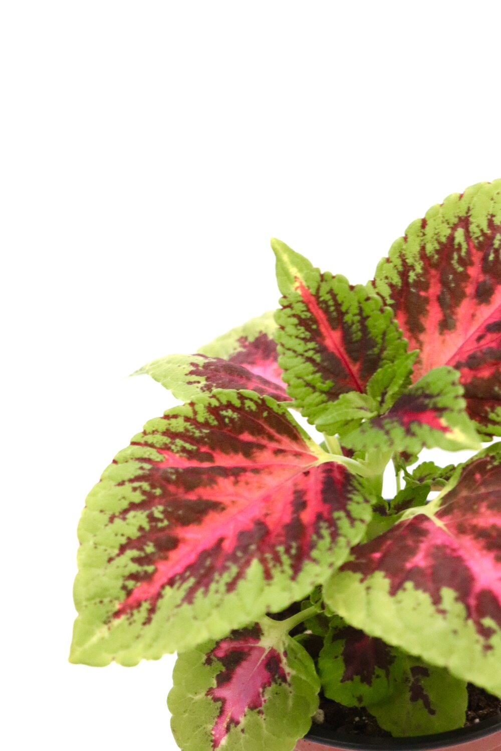 Coleus scutellarioides