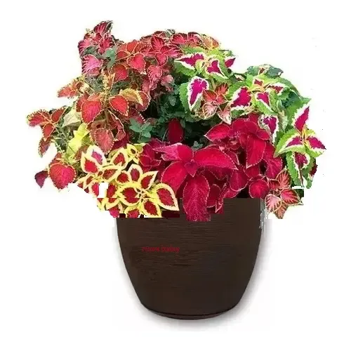 Coleus scutellarioides