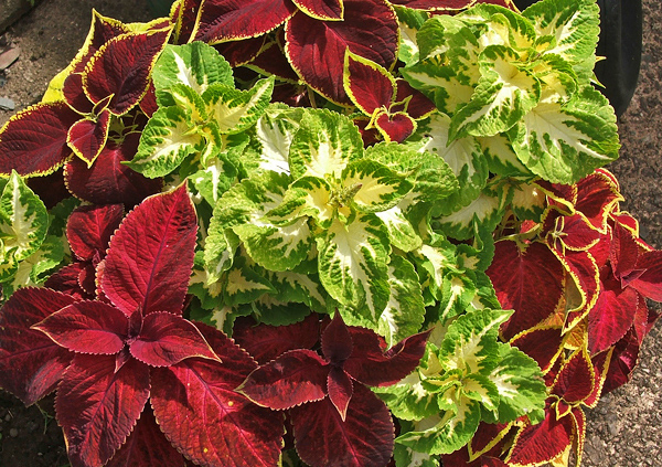 Solenostemon scutellarioides