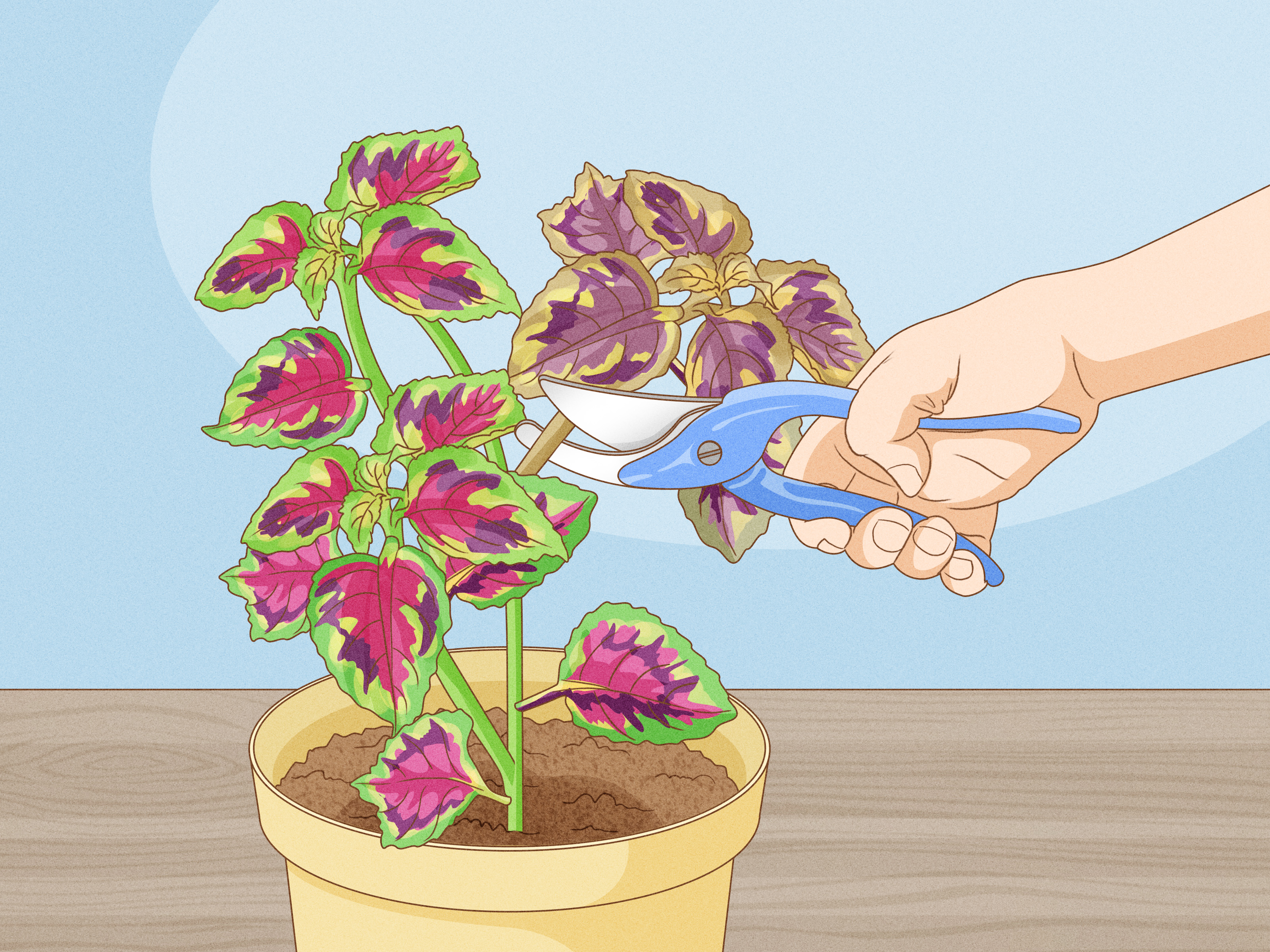 Coleus scutellarioides