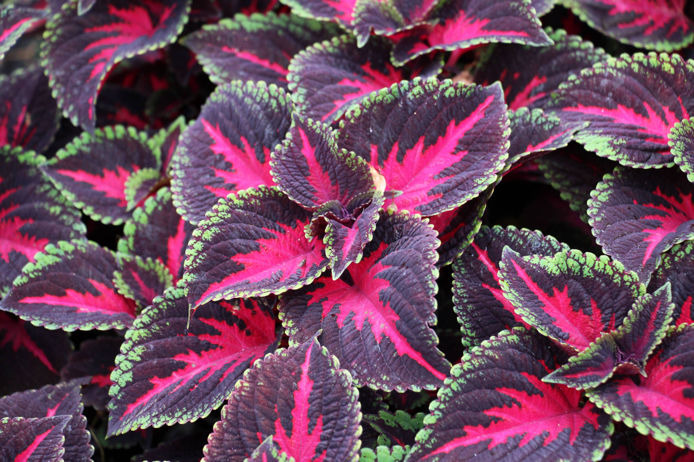 Solenostemon scutellarioides