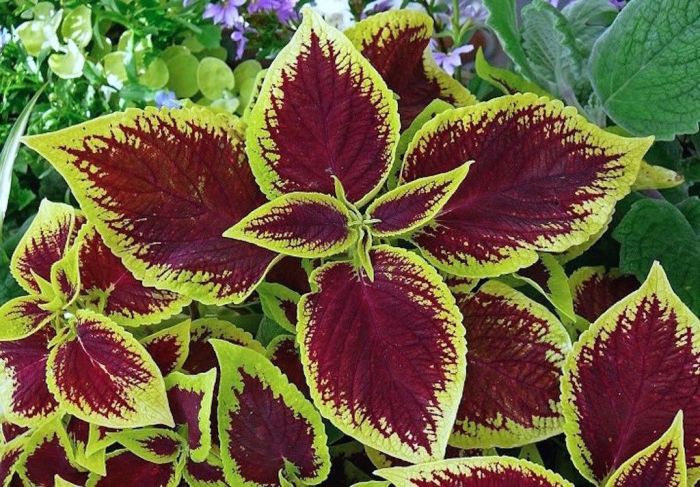 Coleus scutellarioides