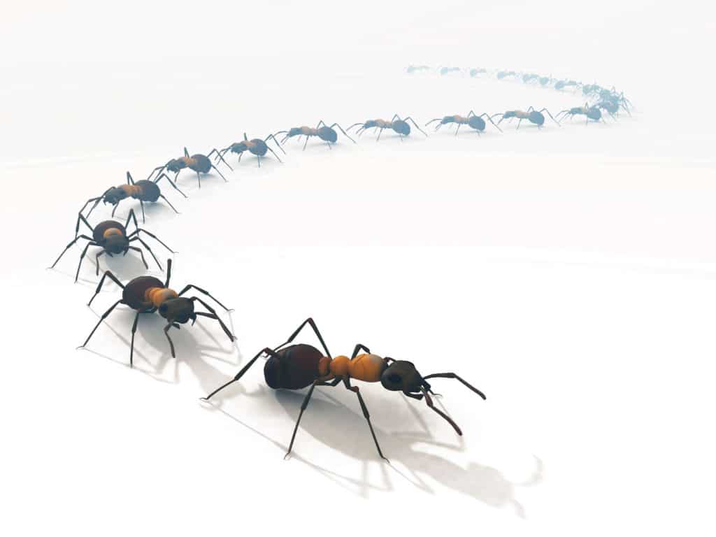 como afastar formigas