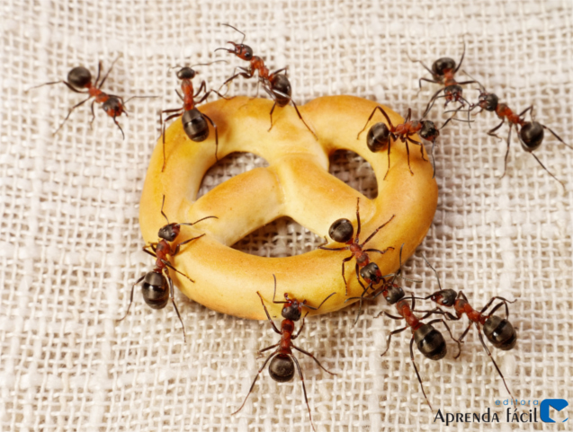 melhores receitas caseiras para espantar formigas