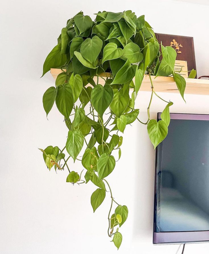 jiboia planta como cuidar em casa