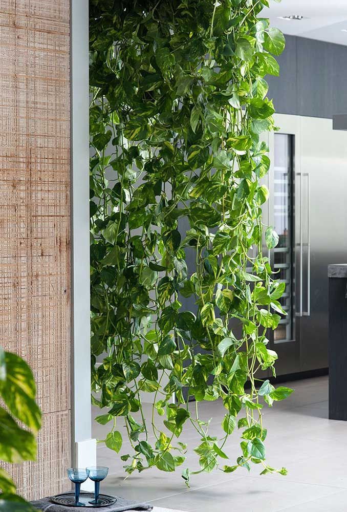 erros comuns ao cuidar da planta jiboia