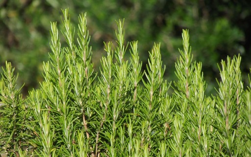 erros comuns ao cuidar de alecrim