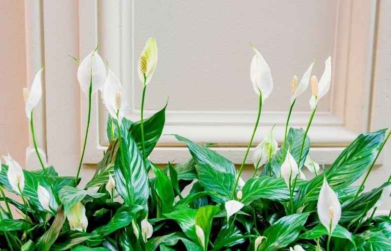 melhores adubos para lírio da paz florir