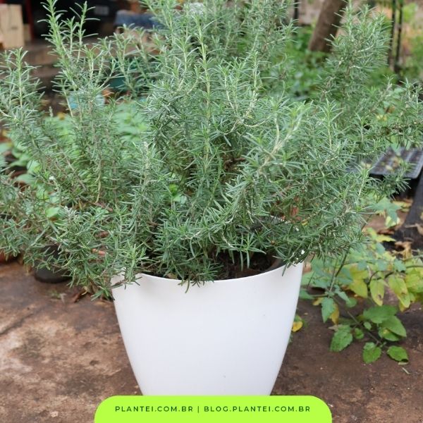 como cuidar do alecrim