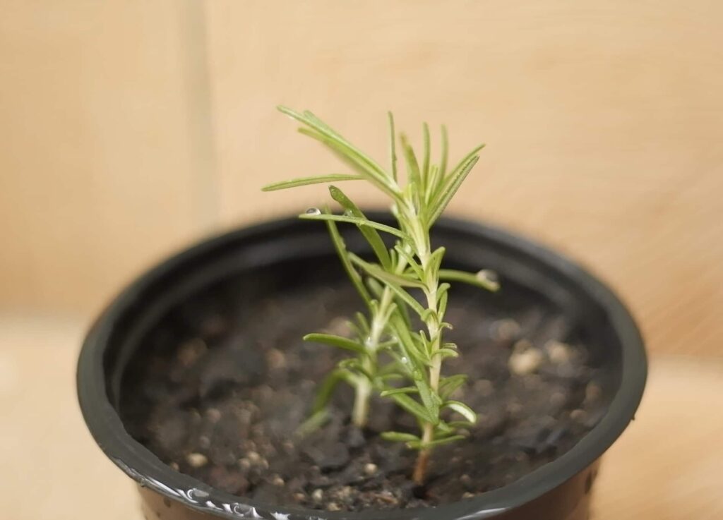 erros comuns ao cuidar de alecrim