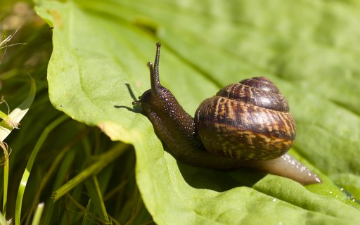 como eliminar caramujos do quintal