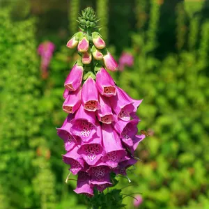 dedaleira para jardim como plantar