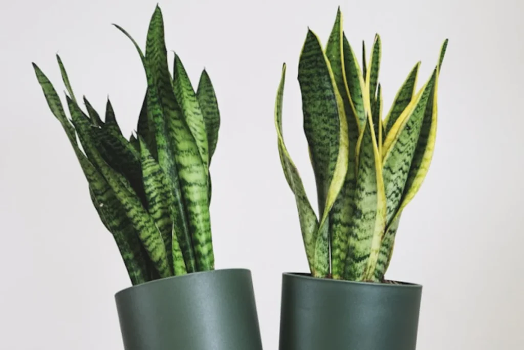 Lança de São Jorge