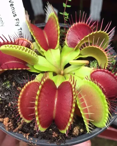como cuidar de dionaea muscipula