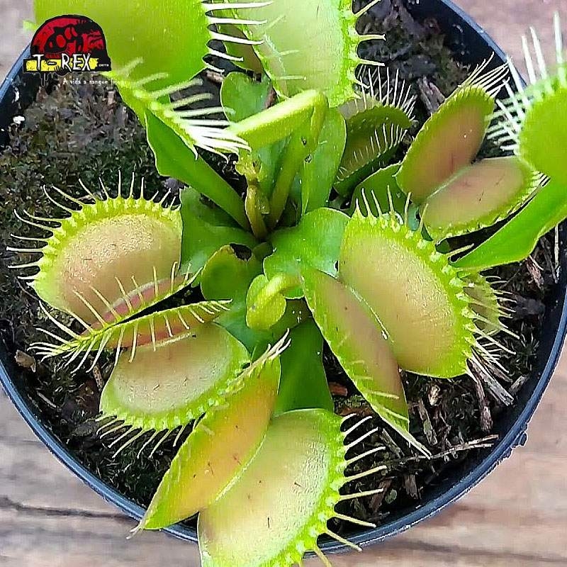 dionaea muscipula preço