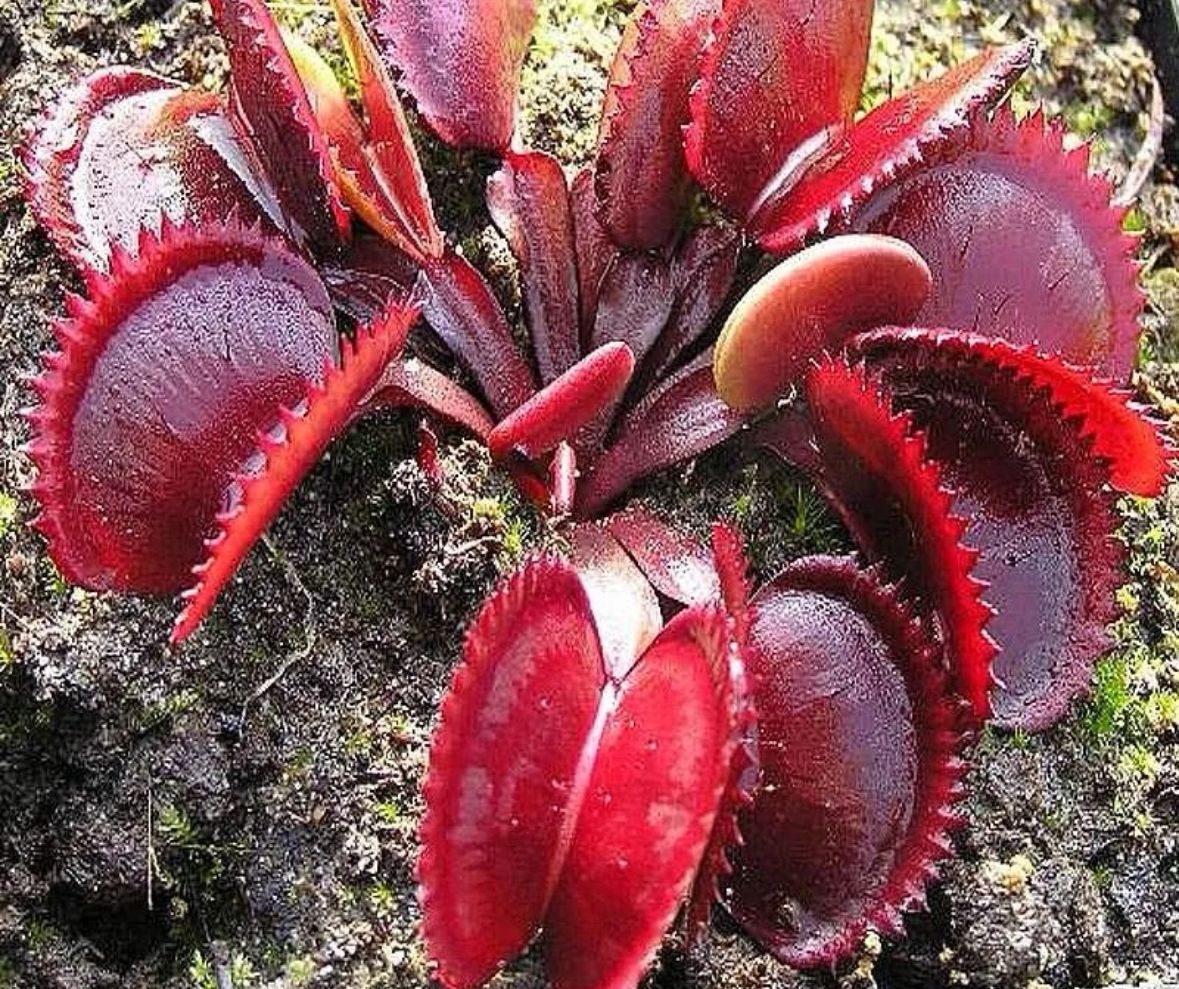 dionaea muscipula habitat