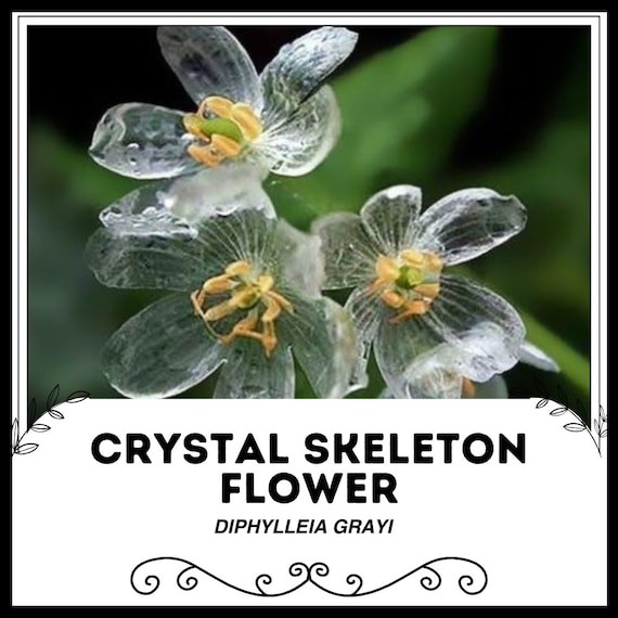 Diphylleia grayi cultivo