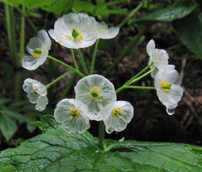 Flores translúcidas