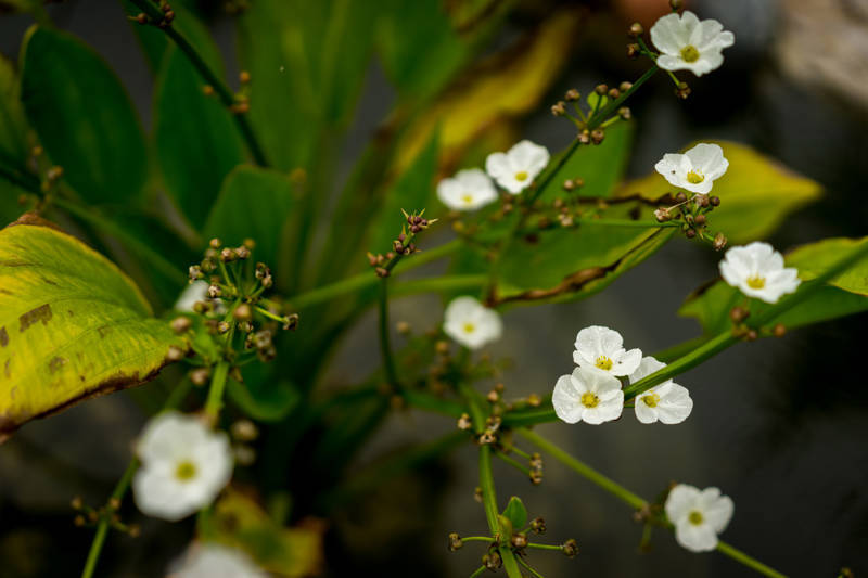 Diphylleia grayi preço sementes