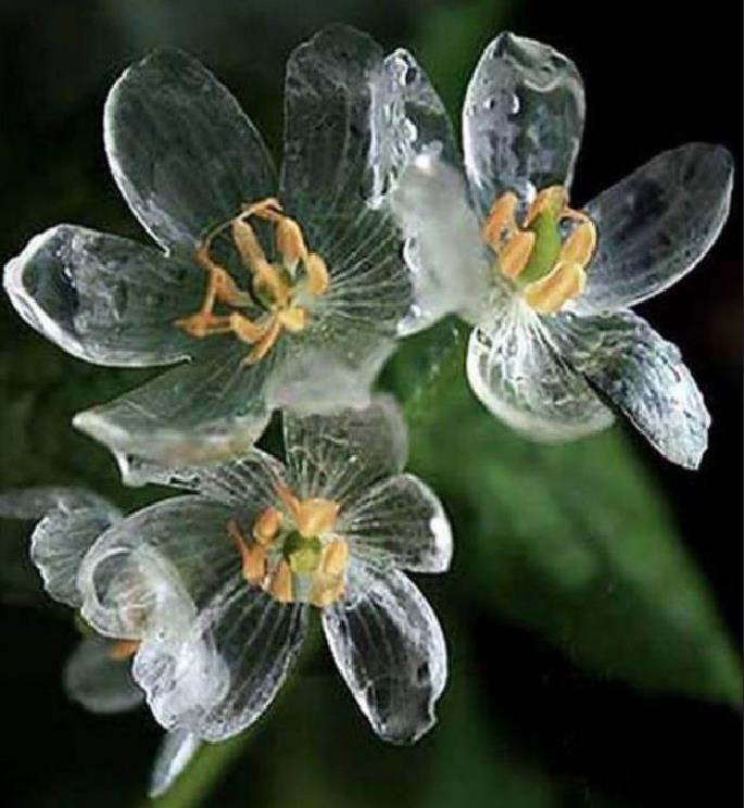 Flor transparente