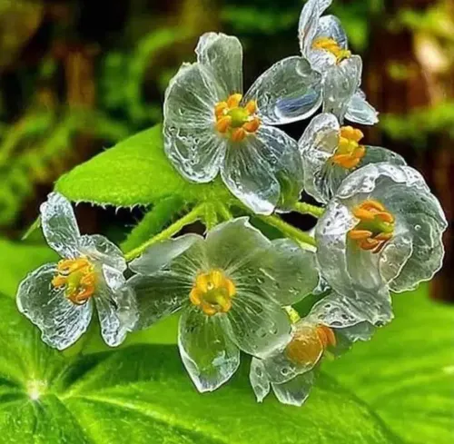 Diphylleia grayi cultivo