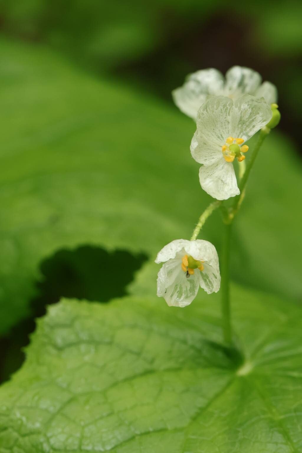 Flores translúcidas