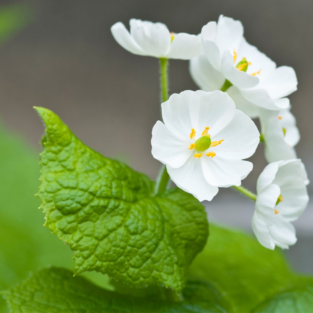 Diphylleia grayi preço sementes
