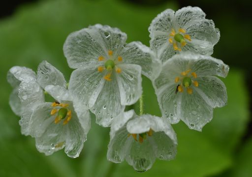 Onde comprar Diphylleia grayi